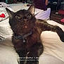 abyssinian, animal, bed, blackcat, brasssection, cat, couch, cushion, den, furniture, homedecor, horn, indoors, kitten, manx, musicalinstrument, person, pet, siamese