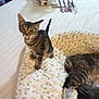 Green Bean is registered to the contest to win money with this photo: kitten, cat, tabby, pet_bed, bed, indoor, animal, feline, resting, playing, young_cat, fur, whiskers, ears, tail, mouth_open, cute, domestic_animal, sleeping, cozy