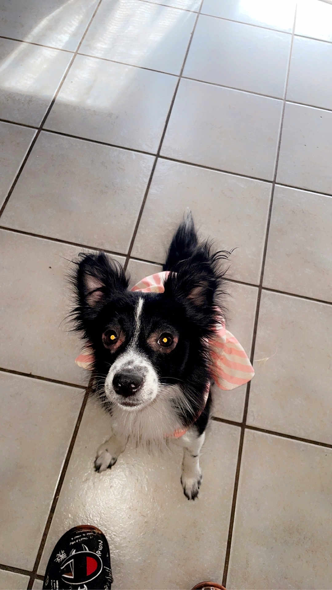 Lanii