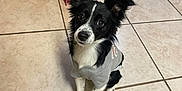 Lanii joined the competition — help win amazing prizes! dog, black_and_white, shirt, floor, tile_floor, wooden_door, kitchen, pet, sitting, looking_up, indoor, ears_up, small_dog, cute, domestic_animal, fur, eyes, nose, animal, companion