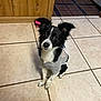 dog, black_and_white, shirt, floor, tile_floor, wooden_door, kitchen, pet, sitting, looking_up, indoor, ears_up, small_dog, cute, domestic_animal, fur, eyes, nose, animal, companion