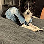 dog, pet, denim_jacket, black_and_white, blanket, fan, indoor, curtains, resting, small_dog, fur, ears, animal, canine, looking, lying_down, household, comfort, bed, portrait