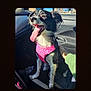 dog, black_and_white, pink_harness, car_interior, pet, tongue_out, happy, sitting, seat, sunlight, hand, animal, canine, vehicle, window, daylight, fur, ears, companion, transport