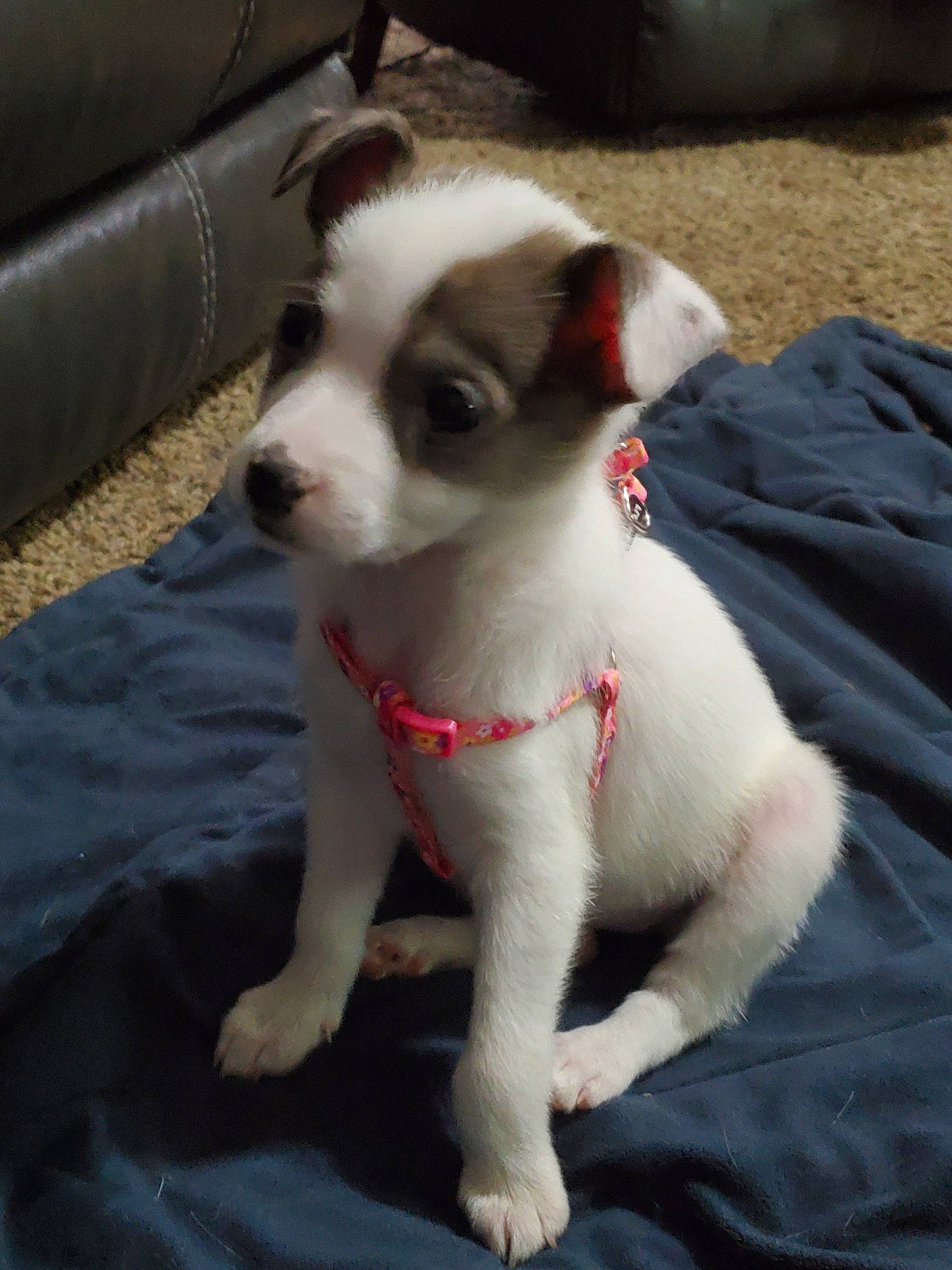 Abbey is registered to the contest to win money with this photo: canidae, carnivore, companion_dog, dog, dog_breed, mammal, parson_russell_terrier, puppy, rare_breed_dog, snout, sporting_group, vertebrate