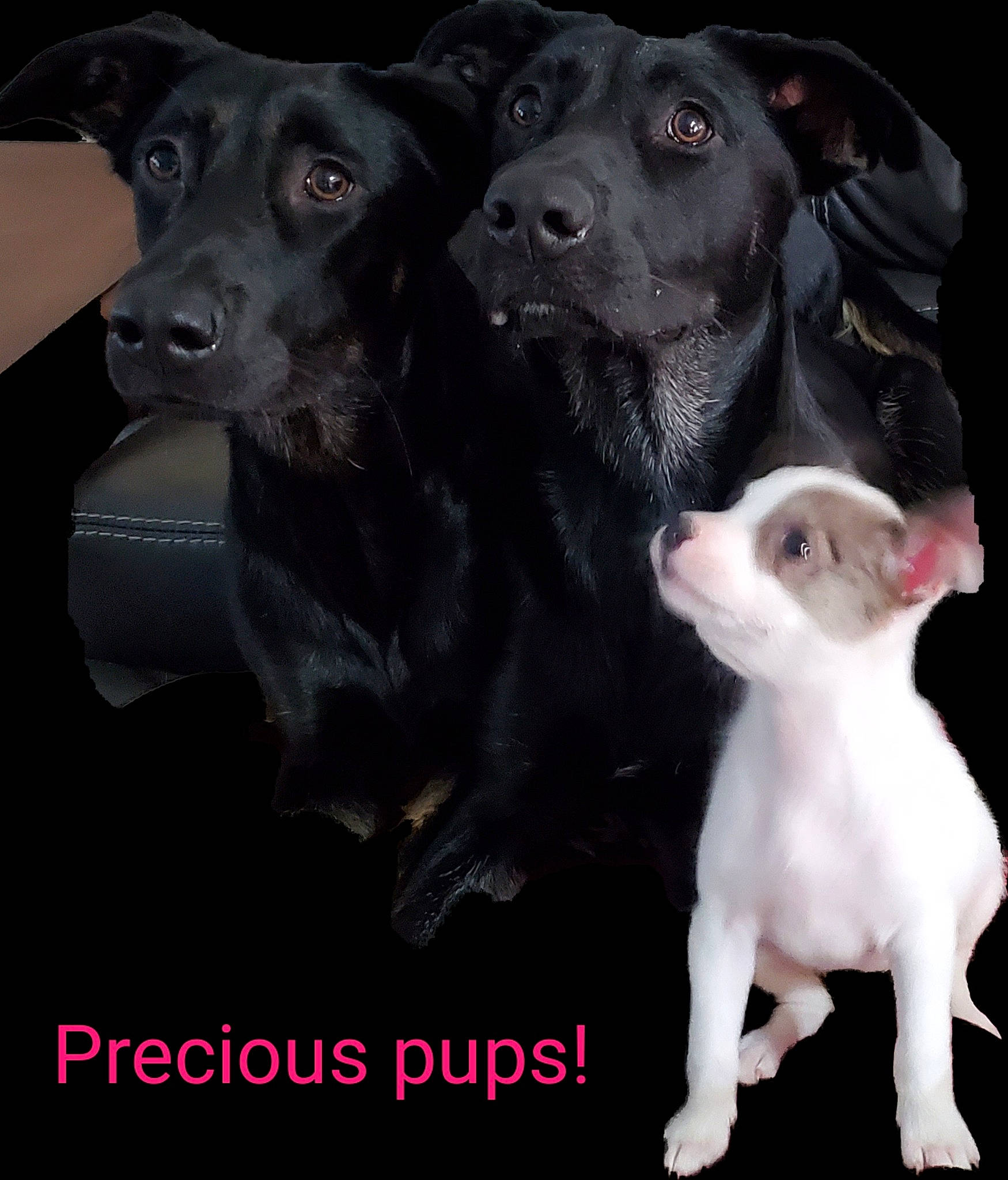 Abbey is registered to the contest to win money with this photo: canidae, carnivore, companion_dog, dog, dog_breed, feist, italian_greyhound, labrador_retriever, mammal, photo_caption, photography, puppy, rare_breed_dog, snout, sporting_group, vertebrate, whippet, whiskers