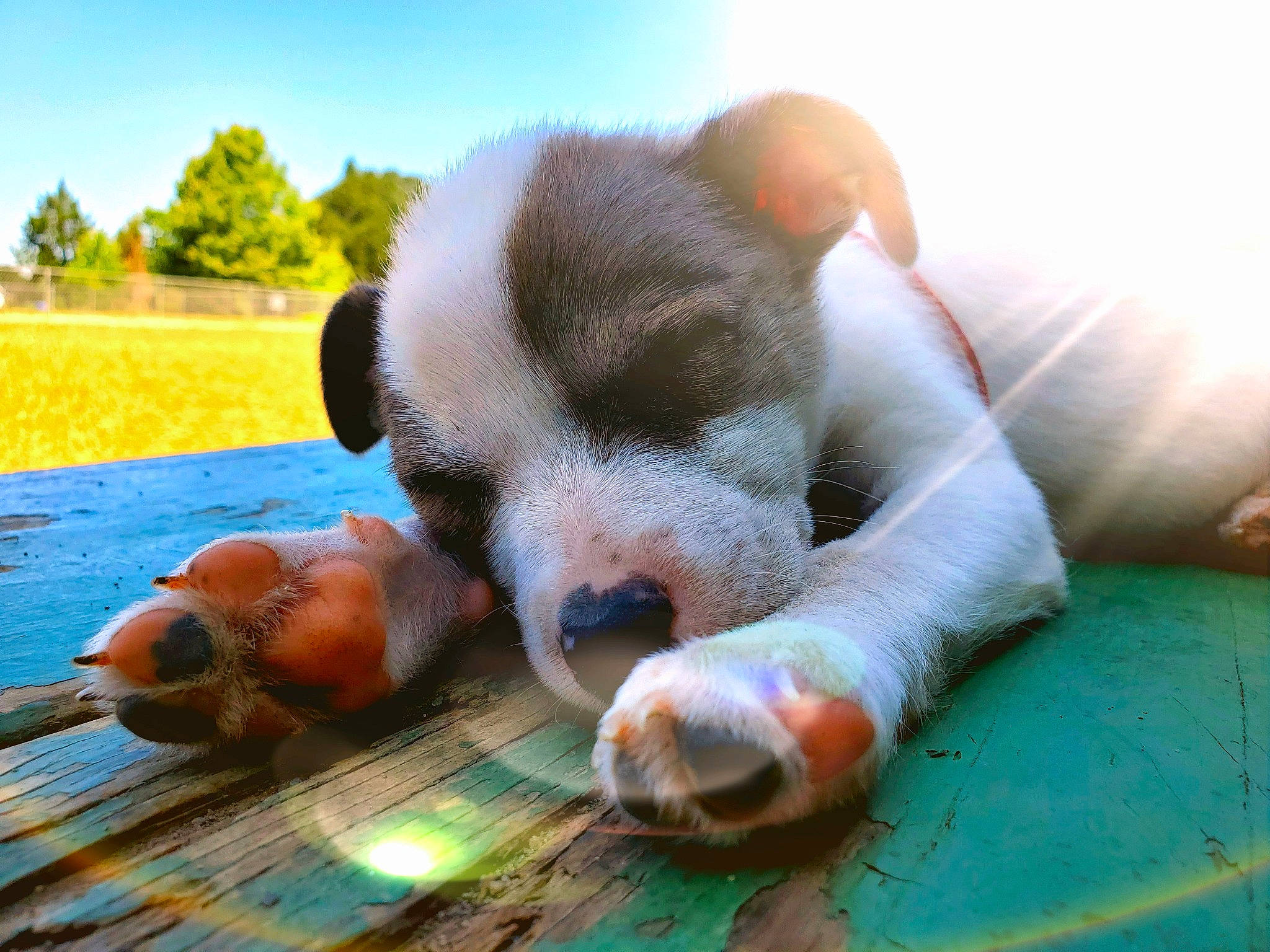 Abbey joined the competition — help win amazing prizes! canidae, carnivore, companion_dog, dog, dog_breed, nap, nose, paw, puppy, puppy_love, snout, sporting_group