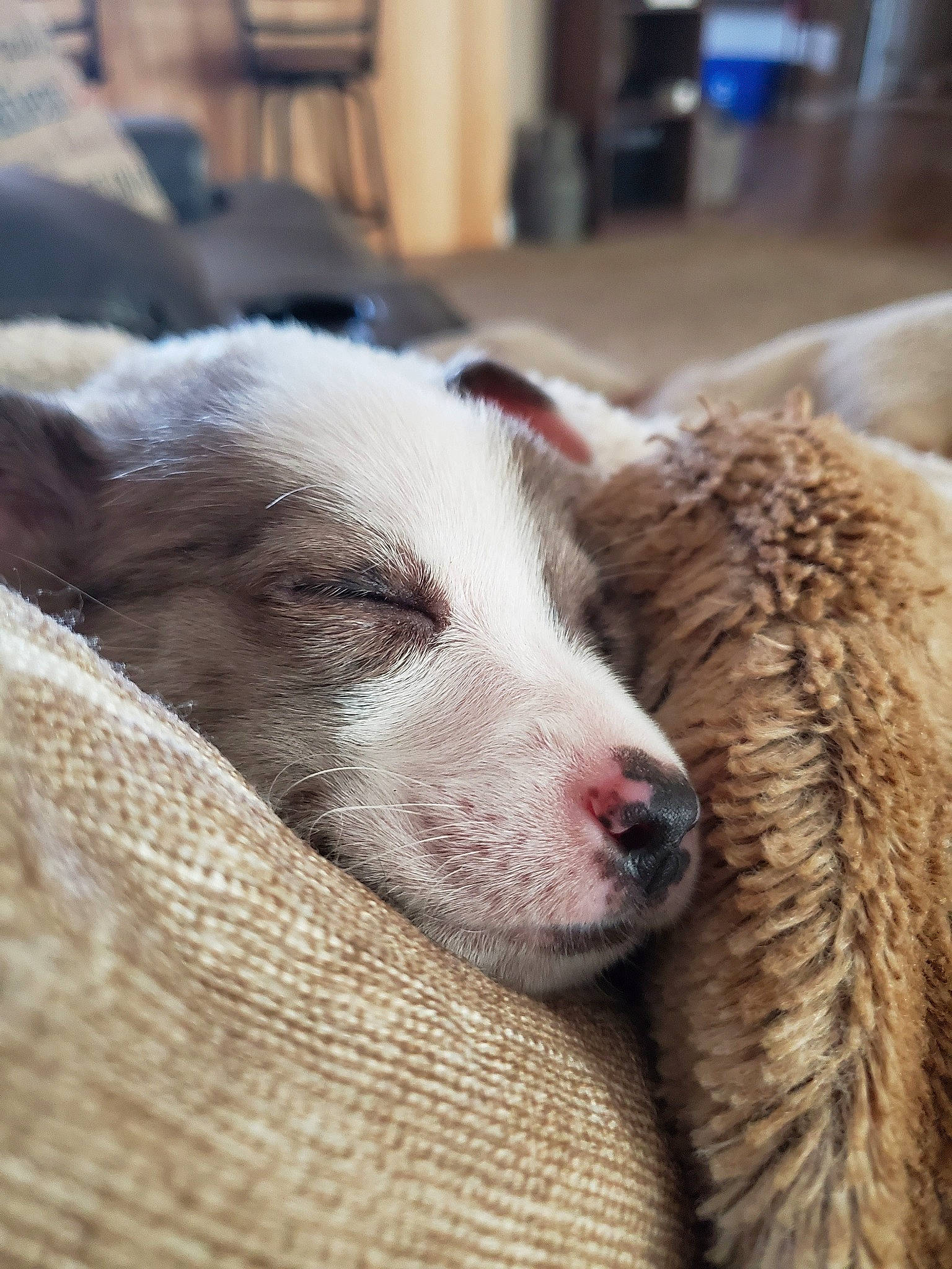 Abbey is registered to the contest to win money with this photo: canidae, carnivore, dog, dog_breed, fur, mammal, nap, nose, puppy, sleep, snout, sporting_group, street_dog, vertebrate