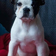 Jaya participe au concours pour gagner de l'argent avec cette photo : dog, puppy, boston_terrier, pet, animal, portrait, sitting, front_facing, black_and_white, floppy_ears, short_muzzle, brown_eyes, red_blanket, blue_background, indoor, cute, serious_expression, centered_composition, close_up, fur