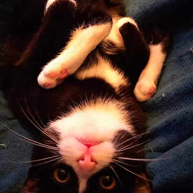 Monsieur