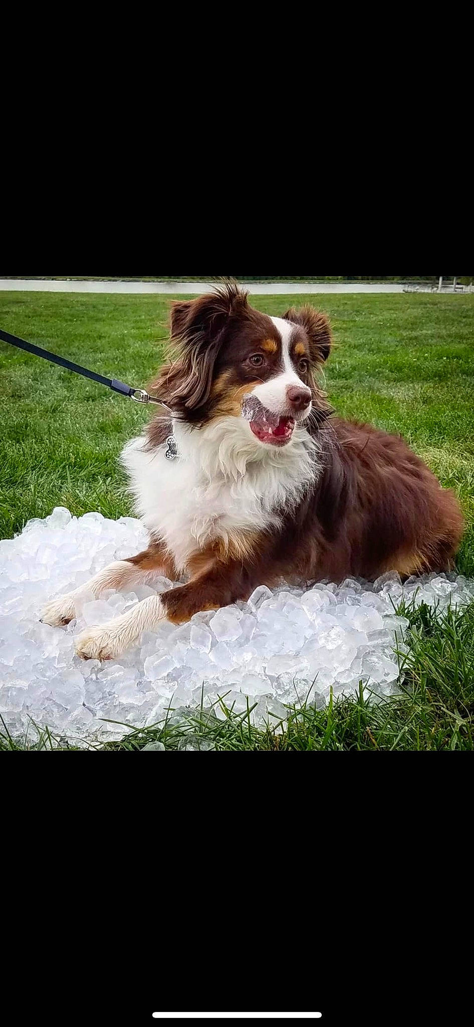 Delilah joined the competition — help win amazing prizes! canidae, carnivore, collar, companion_dog, dog, dog_breed, grass, gun_dog, liver, plant, snout, sporting_group, working_dog