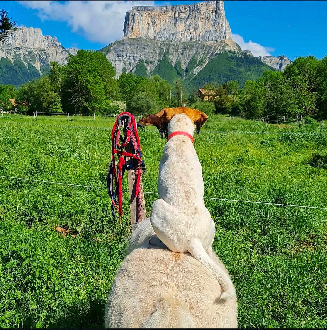 Thaï participe au concours pour gagner de l'argent avec cette photo : dog, horse, field, grass, mountain, sky, collar, harness, post, greenery, rural, nature, outdoor, animal, pet, scenery, landscape, blue_sky, fence, sunny