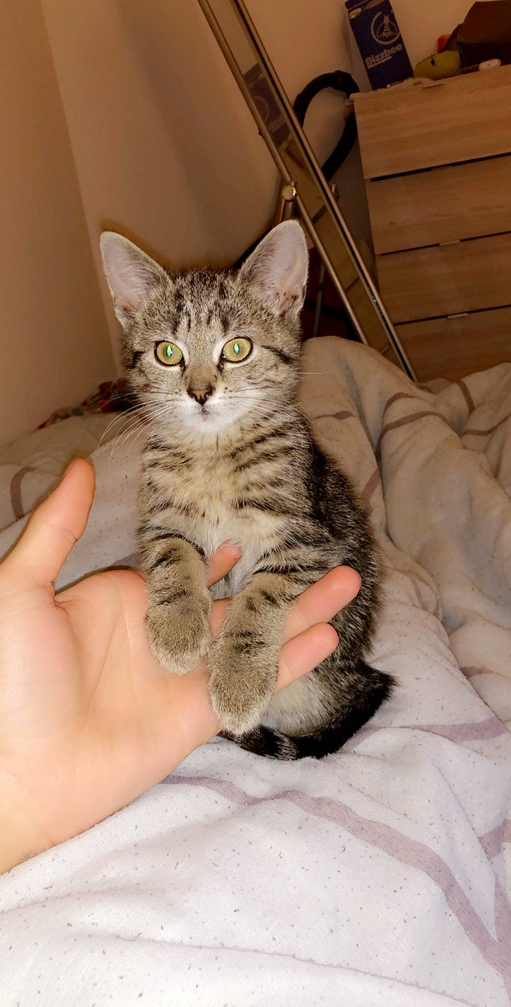 Poca a rejoint le concours — aidez-le/la à gagner de superbes lots ! bed, carnivore, cat, claw, comfort, domestic_short_haired_cat, felidae, foot, fur, gesture, nail, paw, sitting, small_to_medium_sized_cats, snout, tail, toe, whiskers