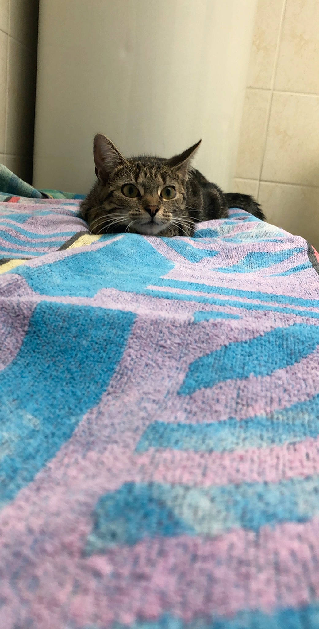 Poca participe au concours pour gagner de l'argent avec cette photo : aqua, azure, bed, bed_sheet, bedding, bedroom, carnivore, cat, comfort, electric_blue, felidae, flooring, grey, linens, magenta, pattern, plaid, small_to_medium_sized_cats, textile, whiskers