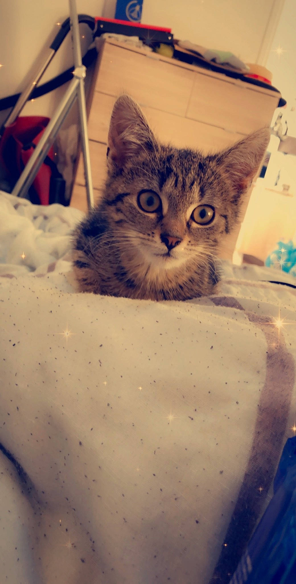 Poca a rejoint le concours — aidez-le/la à gagner de superbes lots ! bed, carnivore, cat, claw, comfort, domestic_short_haired_cat, eye, felidae, freezing, fur, iris, pattern, paw, sitting, small_to_medium_sized_cats, snout, snow, terrestrial_animal, whiskers, winter