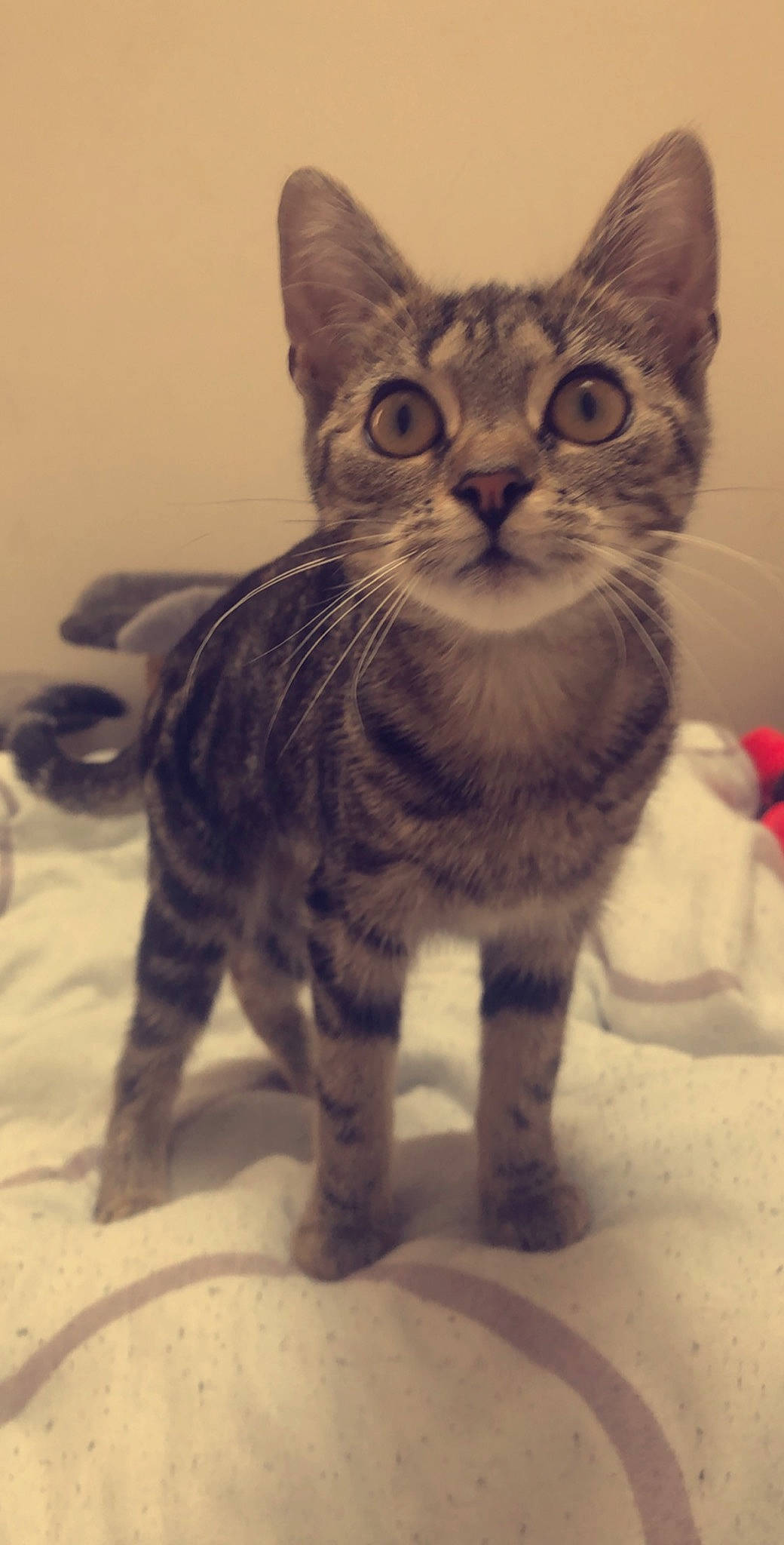 Poca a rejoint le concours — aidez-le/la à gagner de superbes lots ! carnivore, cat, claw, domestic_short_haired_cat, felidae, fur, paw, small_to_medium_sized_cats, snout, tail, terrestrial_animal, whiskers