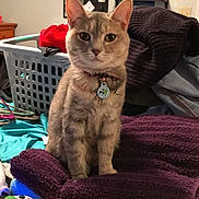 Pearl joined the competition — help win amazing prizes! bedroom, blanket, casual, cat, cat_tag, clutter, collar, curious, domestic_animal, furniture, gaming_controller, indoor, laundry_basket, multicolor, pet, relaxed, sitting, soft_texture, striped, towels
