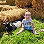 baby, grass, goat, hay_bales, outdoor, sunlight, animal, child, nature, farm, greenery, cute, summer, pet, playful, rural, grass_field, animal_companion, infant, daylight