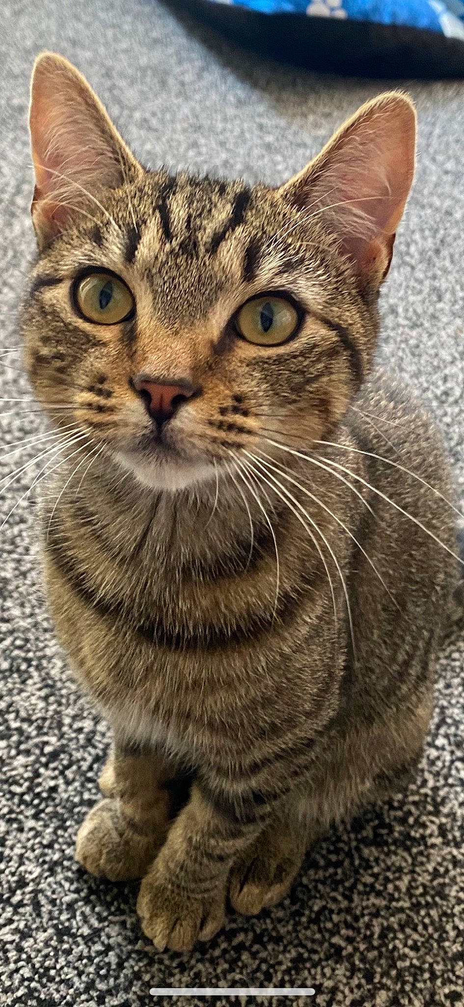 Misty joined the competition — help win amazing prizes! carnivore, cat, close_up, domestic_short_haired_cat, felidae, fur, paw, photography, small_to_medium_sized_cats, snout, tail, terrestrial_animal, whiskers, wildlife, window