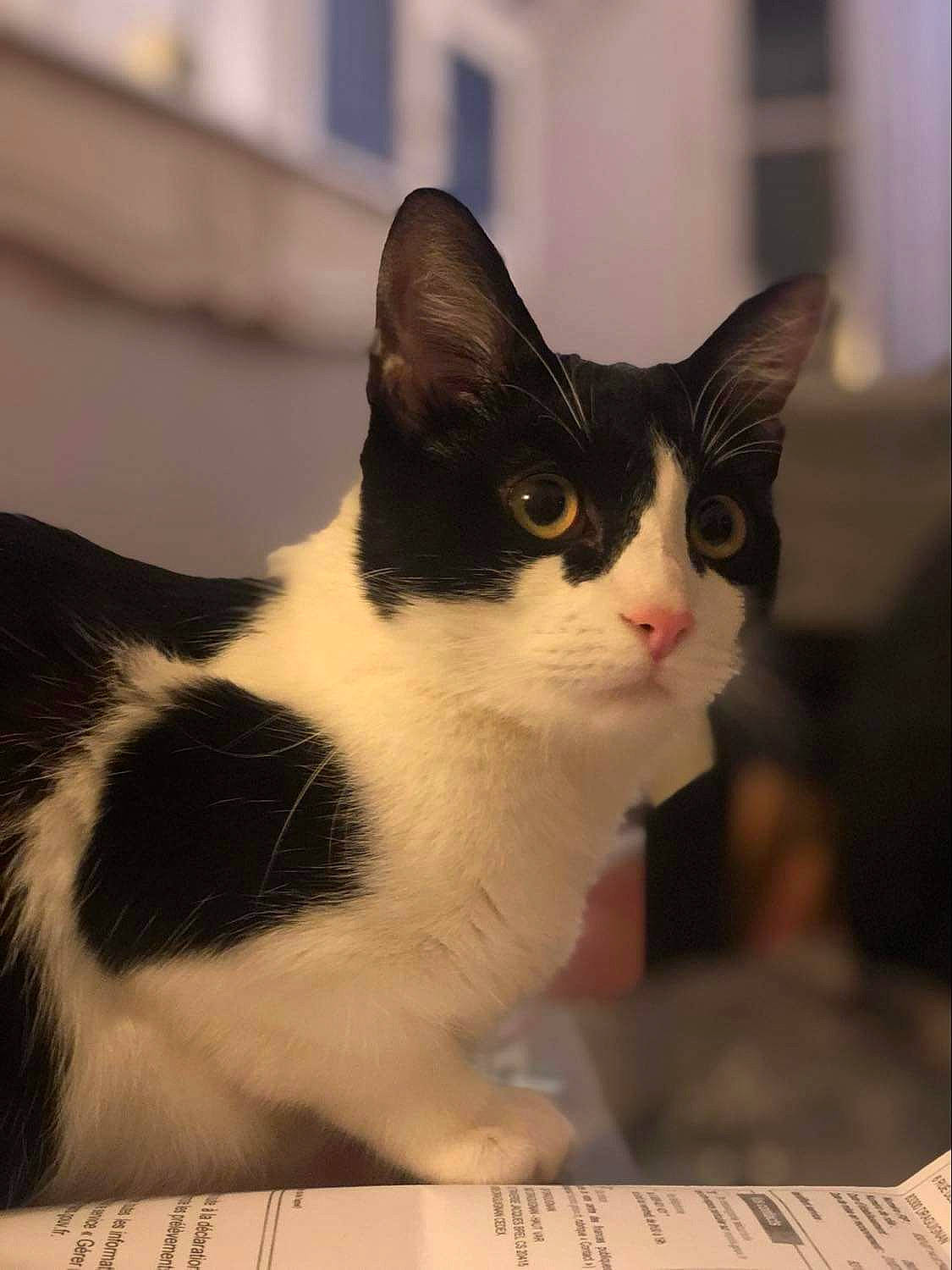 Mallow participe au concours pour gagner de l'argent avec cette photo : carnivore, cat, domestic_short_haired_cat, eye, felidae, fur, head, office_ruler, ruler, small_to_medium_sized_cats, snout, tail, whiskers