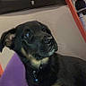 puppy, dog, cat, indoor, pet, curious, black_dog, tan_markings, furniture, window, curtains, purple_cloth, pet_toys, home, animal, domestic, cute, looking_up, collar, companion