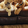 dog, couch, leather, fur, indoor, pet, animal, brown, white, cute, companion, relaxing, home, floor, friendship, two_dogs, bandana, collar, curly_fur, snout