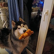 Sylver a rejoint le concours — aidez-le/la à gagner de superbes lots ! dog, husky, siberian_husky, fluffy, long_hair, pet, animal, canine, toy, plush_toy, orange_toy, holding_toy, indoors, window, reflection, blue_lights, curtains, door, home, portrait