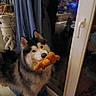 dog, husky, siberian_husky, fluffy, long_hair, pet, animal, canine, toy, plush_toy, orange_toy, holding_toy, indoors, window, reflection, blue_lights, curtains, door, home, portrait