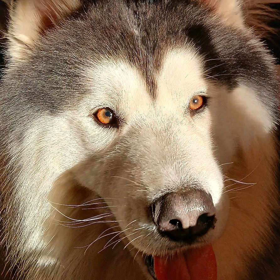 Sylver participe au concours pour gagner de l'argent avec cette photo : dog, husky, siberian_husky, canine, pet, animal, portrait, close_up, face, ears, eyes, tongue, fur, black_and_white, fluffy, indoors, kitchen, home, stove, photography