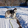 dog, husky, siberian_husky, snow, winter, outdoor, leash, standing, fluffy, fur, black_and_white, blue_sky, trees, nature, park, snowy_path, sunlight, animal, cold_weather, portrait
