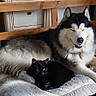 Sylver participe au concours pour gagner de l'argent avec cette photo : husky, dog, cat, black_cat, fluffy, long_hair, pets, animal, sitting, lying_down, sleepy, indoors, home, wooden_bench, pet_bed, blanket, furniture, door, decorative_hearts, portrait