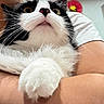 cat, black_and_white, fluffy, pet, animal, whiskers, paws, face, fur, close_up, holding, arms, indoor, curious, cute, domestic_animal, looking_up, person, white_shirt, cozy