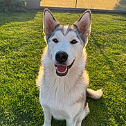 Ushy a rejoint le concours — aidez-le/la à gagner de superbes lots ! dog, husky, smiling, sitting, grass, outdoor, pet, canine, fur, sunlight, daylight, happy, animal, nature, green, face, ears, tail, portrait, friendly
