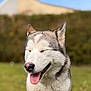Ushy participe au concours pour gagner de l'argent avec cette photo : dog, husky, outdoors, smiling, tongue_out, happy, pet, animal, fur, canine, nature, grass, daylight, muzzle, ears, closeup, portrait, friendly, cute, playful