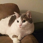 Lulu joined the competition — help win amazing prizes! cat, white_cat, gray_spots, pet, indoor, couch, furniture, relaxed, animal, domestic_cat, whiskers, ears, fur, sitting, side_view, home, cozy, resting, cute, companion