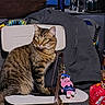Tao is registered to the contest to win money with this photo: animal, brown, cat, chair, cute, domestic_animal, fabric, fur, furniture, grey, handbag, hoodie, indoor, keychain, pet, plush_toy, sitting, striped, tabby_cat, white