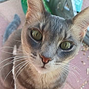 Twinkletoes is registered to the contest to win money with this photo: cat, tabby, green_eyes, whiskers, outdoor, close_up, curious, pet, animal, feline, gray, fur, ears, nose, face, looking_at_camera, background, patio, plants, nature