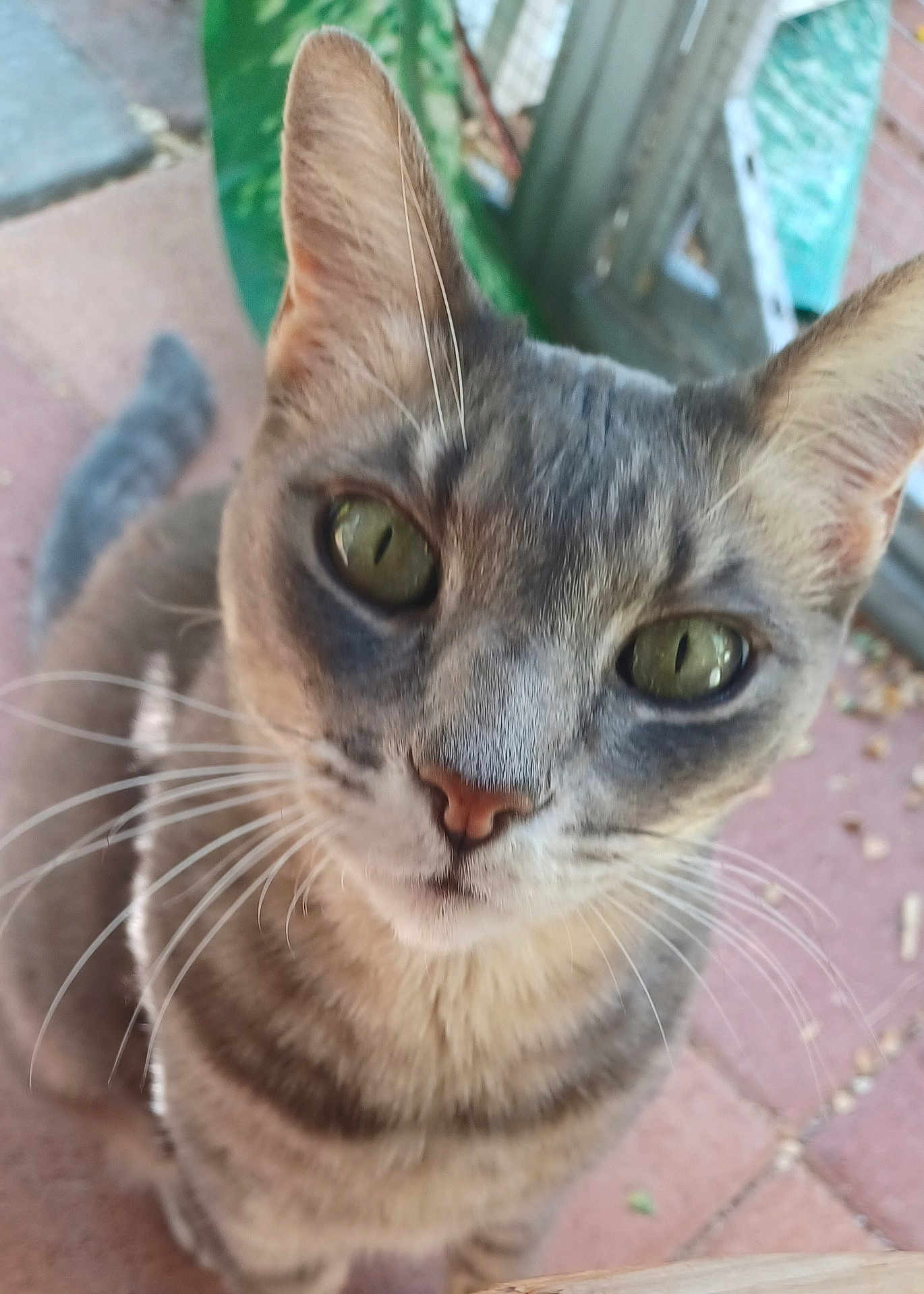 Twinkletoes is registered to the contest to win money with this photo: cat, tabby, green_eyes, whiskers, outdoor, close_up, curious, pet, animal, feline, gray, fur, ears, nose, face, looking_at_camera, background, patio, plants, nature