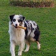 Roxy participe au concours pour gagner de l'argent avec cette photo : animal, australian_shepherd, black_and_white, bone, canine, cute, daylight, dog, friendly, fur, grass, grass_field, looking, mammal, nature, outdoor, park, pet, playful, standing