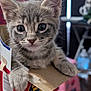 animal, box, cat, closeup, curious, cute, domestic, feline, fur, gray_tabby, indoor, kitten, paw, pet, playful, ritz_crackers, small, soft, whiskers, young