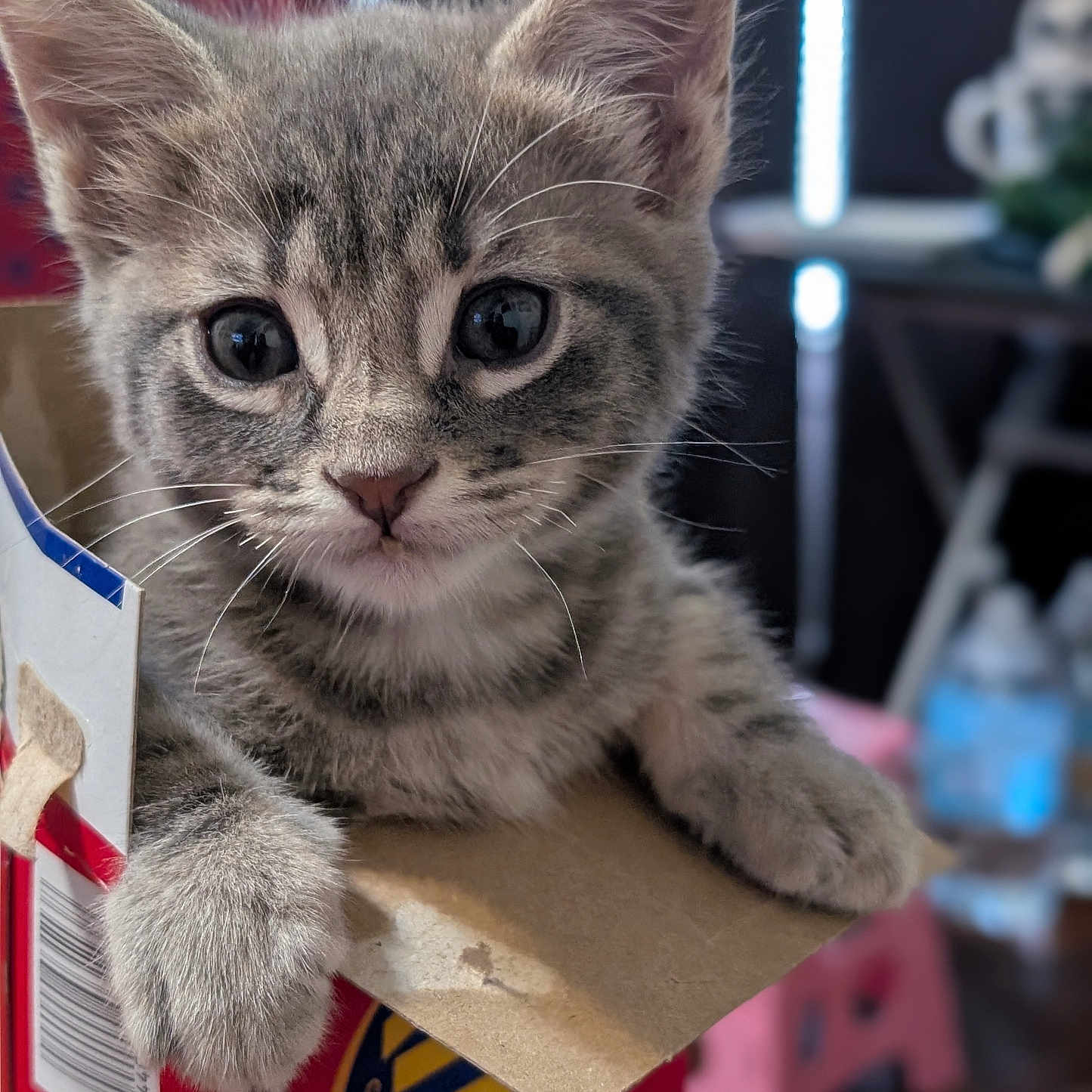 Mateo is registered to the contest to win money with this photo: animal, box, cat, closeup, curious, cute, domestic, feline, fur, gray_tabby, indoor, kitten, paw, pet, playful, ritz_crackers, small, soft, whiskers, young