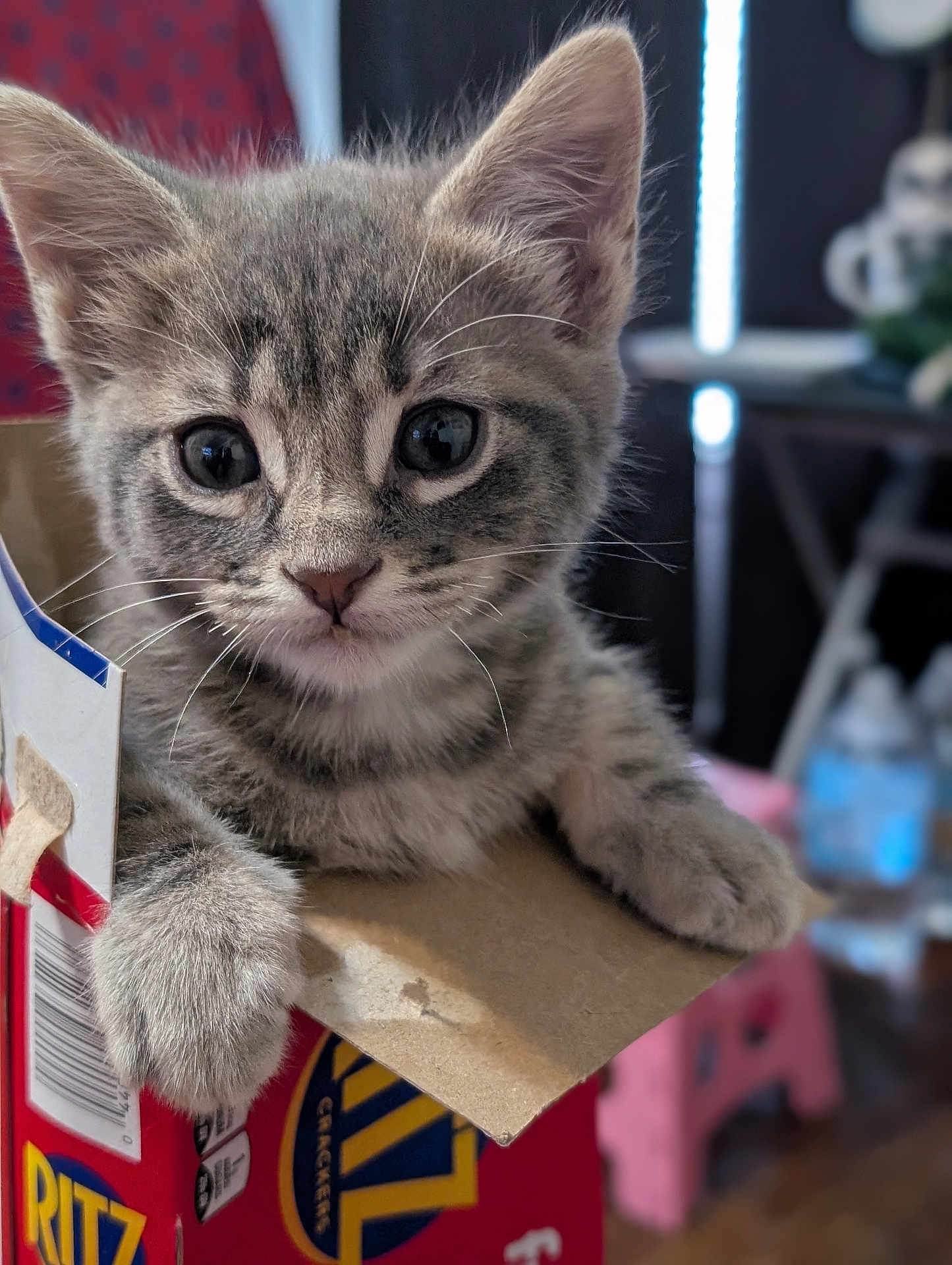 Mateo is registered to the contest to win money with this photo: animal, box, cat, closeup, curious, cute, domestic, feline, fur, gray_tabby, indoor, kitten, paw, pet, playful, ritz_crackers, small, soft, whiskers, young