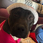 Chanel a rejoint le concours — aidez-le/la à gagner de superbes lots ! dog, pet, santa_hat, holiday, christmas, red_clothing, costume, portrait, indoors, home, living_room, couch, blanket, pillow, wood_floor, brown_dog, close_up, looking_at_camera, festive, cute