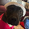 dog, pet, santa_hat, holiday, christmas, red_clothing, costume, portrait, indoors, home, living_room, couch, blanket, pillow, wood_floor, brown_dog, close_up, looking_at_camera, festive, cute
