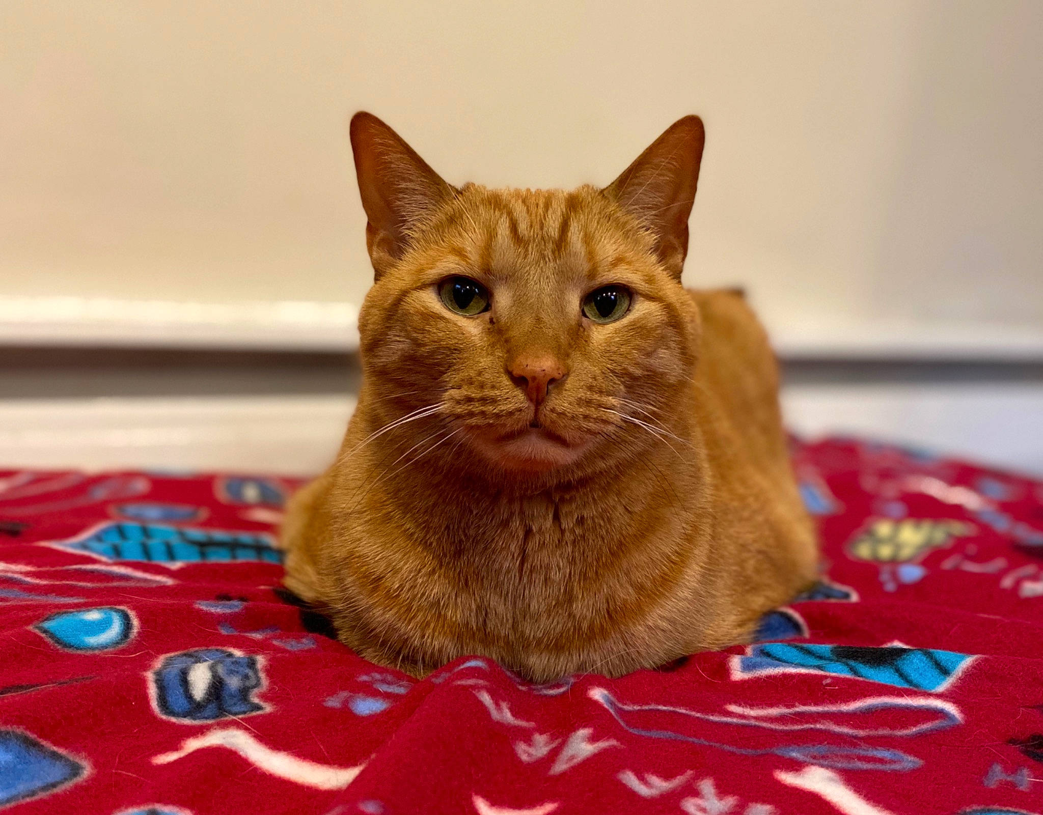 Lou is registered to the contest to win money with this photo: carnivore, cat, cat_supply, claw, comfort, domestic_short_haired_cat, fawn, felidae, flooring, fur, linens, pattern, sitting, small_to_medium_sized_cats, snout, tail, terrestrial_animal, whiskers