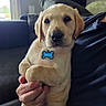 Charlie joined the competition — help win amazing prizes! puppy, dog, labrador, yellow_labrador, pet, indoor, person, hand, couch, living_room, window, natural_light, collar, tag, cute, animal, fur, close_up, sitting, domestic_animal