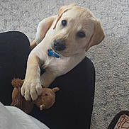 Charlie is registered to the contest to win money with this photo: puppy, dog, yellow_labrador, toy, plush_toy, squirrel_toy, carpet, person, lap, paw, indoor, pet, cute, young_dog, looking_up, animal, domestic_animal, floor, resting, companion
