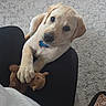 puppy, dog, yellow_labrador, toy, plush_toy, squirrel_toy, carpet, person, lap, paw, indoor, pet, cute, young_dog, looking_up, animal, domestic_animal, floor, resting, companion