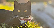 Riot joined the competition — help win amazing prizes! animal, black_cat, cat, closeup, collar, cute, daylight, domestic_cat, feline, grass, mammal, nature, outdoor, pet, portrait, relaxing, sunlight, whiskers, white_fur, yellow_eyes