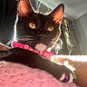 Riot joined the competition — help win amazing prizes! animal, black_cat, cat, close_up, collar, cozy, feline, fuzzy_blanket, golden_eyes, guitar, indoor, musical_instrument, paw, pet, pink_blanket, pink_collar, relaxing, sunlight, wall, whiskers