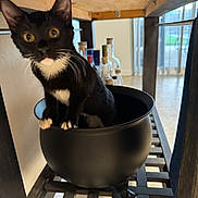 Riot is registered to the contest to win money with this photo: animal, black_and_white, black_cat, bottles, cat, cauldron, curious, domestic_cat, feline, floor, home, indoor, pet, pot, sitting, table_leg, tuxedo_cat, whiskers, wooden_table, yellow_eyes